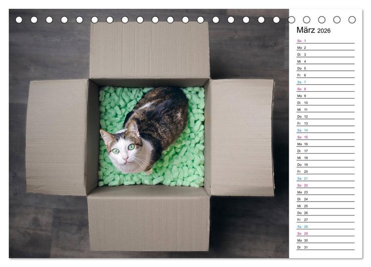 Produktbild: Karton Katzen (Tischkalender 2026 DIN A5 quer), CALVENDO Monatskalender