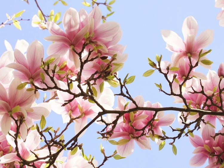 Produktbild: CALVENDO Puzzle Zarte Magnolienbl&uuml;ten 1000 Teile Lege-Gr&ouml;&szlig;e 64 x 48 cm Foto-Puzzle Bild von Gisela Kruse