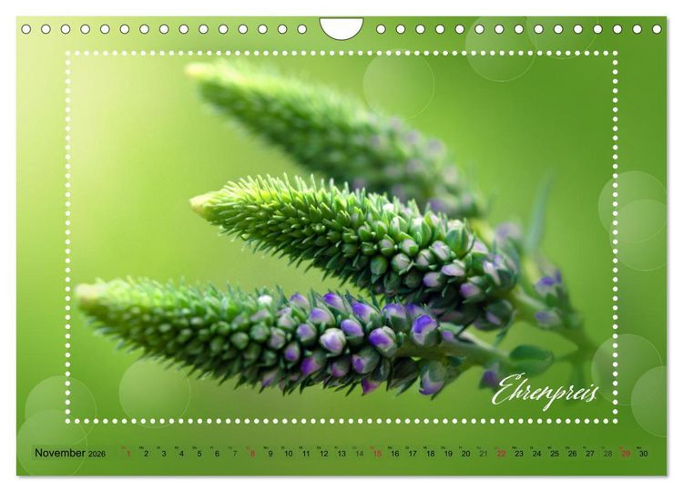 Produktbild: Bl&uuml;tenbouquet (Wandkalender 2026 DIN A4 quer), CALVENDO Monatskalender