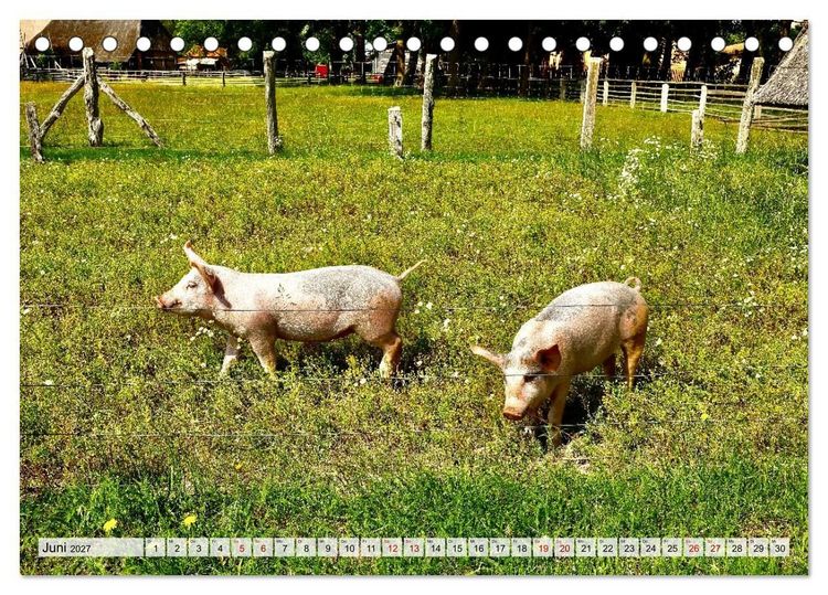 Produktbild: Fischland: zwischen Ostsee und Bodden (Tischkalender 2027 DIN A5 quer), CALVENDO Monatskalender