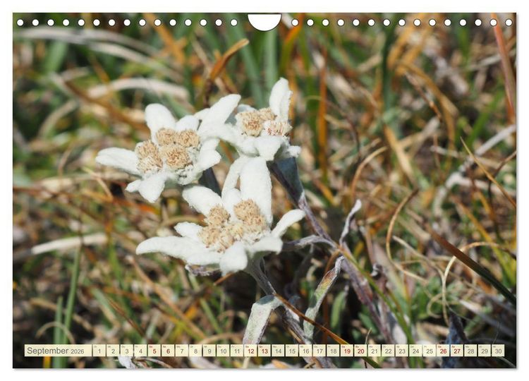 Produktbild: Edelwei&szlig; - Wahrzeichen der Alpen (Wandkalender 2026 DIN A4 quer), CALVENDO Monatskalender