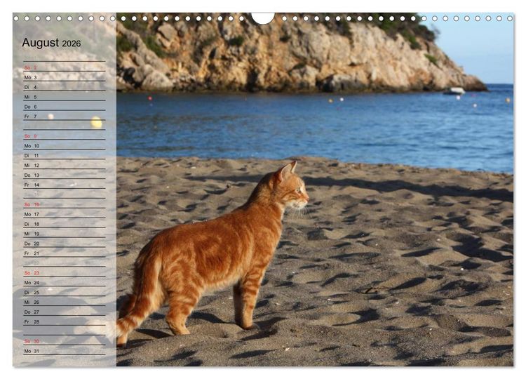 Produktbild: Zauberhaftes Ibiza - Terminplaner (Wandkalender 2026 DIN A3 quer), CALVENDO Monatskalender