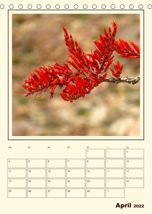 Produktbild: Wilde Kakteen Amerikas (Tischkalender 2022 DIN A5 hoch)