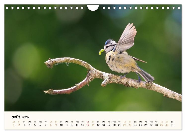 Produktbild: Chuchotements d'ailes - Une ann&eacute;e dans l'intimit&eacute; des oiseaux (Calendrier mural 2026 DIN A4 vertical), CALVENDO calendrier mensuel