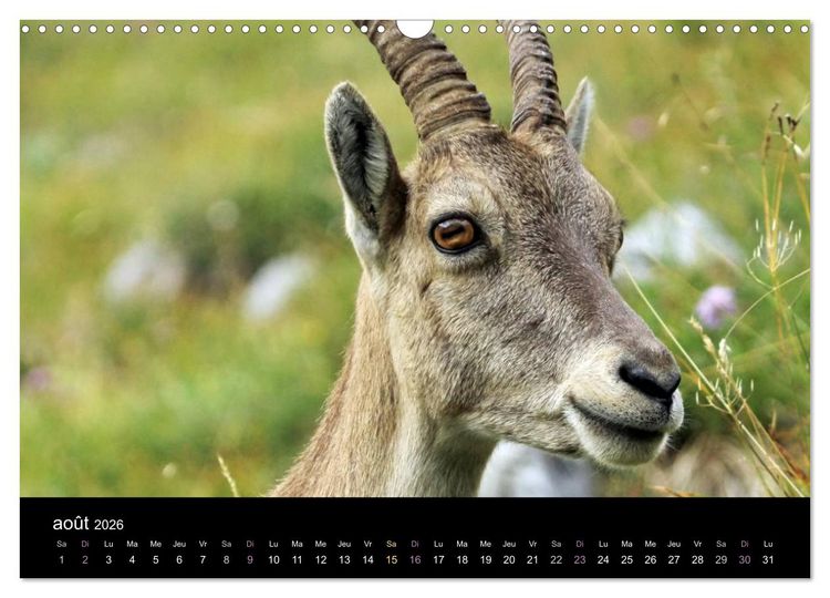 Produktbild: Bouquetins des Alpes (Calendrier mural 2026 DIN A3 vertical), CALVENDO calendrier mensuel