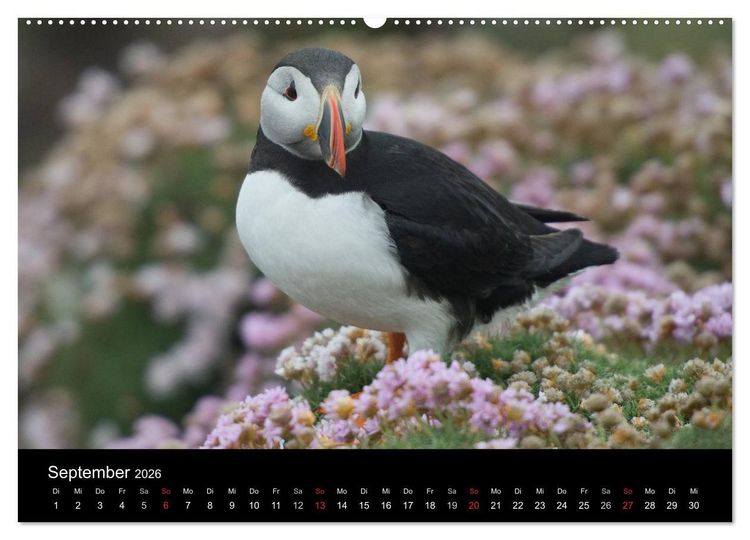 Produktbild: Papageientaucher 2026 (hochwertiger Premium Wandkalender 2026 DIN A2 quer), Kunstdruck in Hochglanz