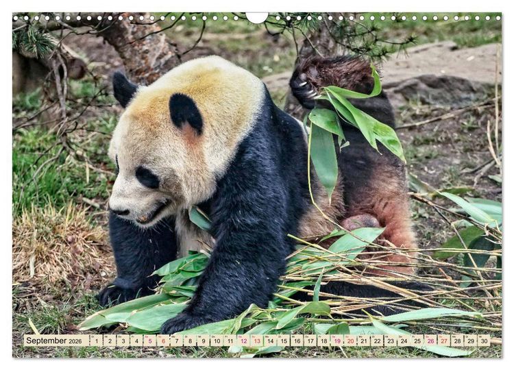 Produktbild: Niedlicher Panda (Wandkalender 2026 DIN A3 quer), CALVENDO Monatskalender