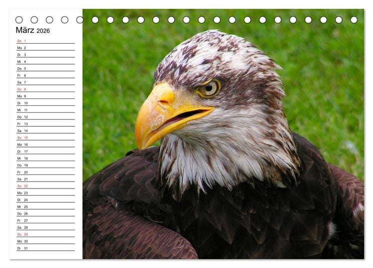 Produktbild: Wei&szlig;kopfseeadler. Symbol der Freiheit (Tischkalender 2026 DIN A5 quer), CALVENDO Monatskalender