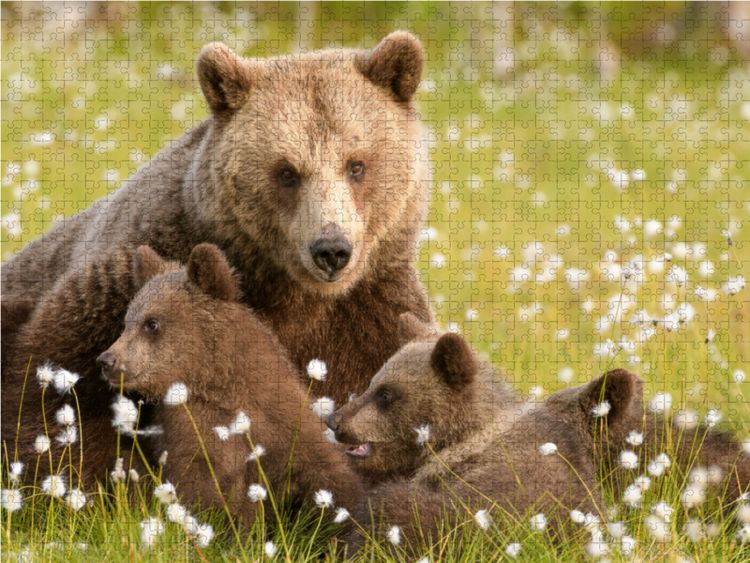 Produktbild: CALVENDO Puzzle B&auml;renfamilie - Finnland | 1000 Teile Lege-Gr&ouml;&szlig;e 64x48cm Foto-Puzzle f&uuml;r gl&uuml;ckliche Stunden