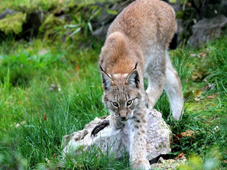 Produktbild: CALVENDO Puzzle Ein Motiv aus dem Kalender Der Luchs - Der J&auml;ger auf leisen Pfoten | 1000 Teile Lege-Gr&ouml;&szlig;e 64x48cm Foto-Puzzle f&uuml;r gl&uuml;ckliche Stunden