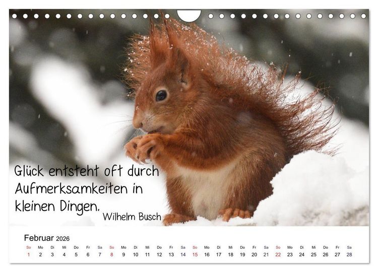 Produktbild: Der literarische Eichh&ouml;rnchen-Kalender (Wandkalender 2026 DIN A4 quer), CALVENDO Monatskalender