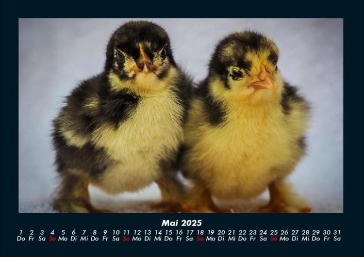 Produktbild: Enten 2025 Fotokalender DIN A4