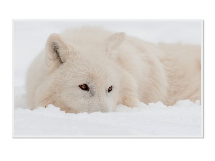 Produktbild: CALVENDO Puzzle Ein Motiv aus dem Kalender Emotionale Momente: Polarw&ouml;lfe. / CH-Version | 1000 Teile Lege-Gr&ouml;&szlig;e 64x48cm Foto-Puzzle f&uuml;r gl&uuml;ckliche Stunden