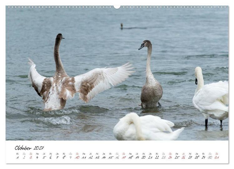 Produktbild: Vom K&uuml;ken zum Schwan (Wandkalender 2027 DIN A2 quer), CALVENDO Monatskalender