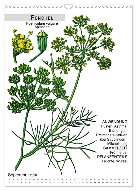 Produktbild: Heilpflanzen (Wandkalender 2026 DIN A3 hoch), CALVENDO Monatskalender