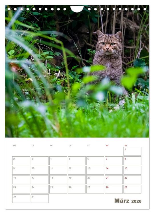 Produktbild: Europ&auml;ische Wildkatzen - Jahresplaner (Wandkalender 2026 DIN A4 hoch), CALVENDO Monatskalender