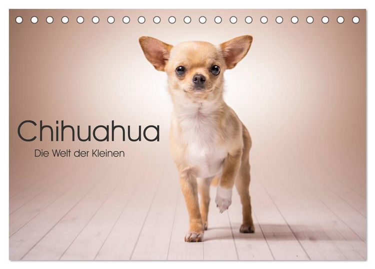 Produktbild: Chihuahua - Die Welt der Kleinen (Tischkalender 2026 DIN A5 quer), CALVENDO Monatskalender