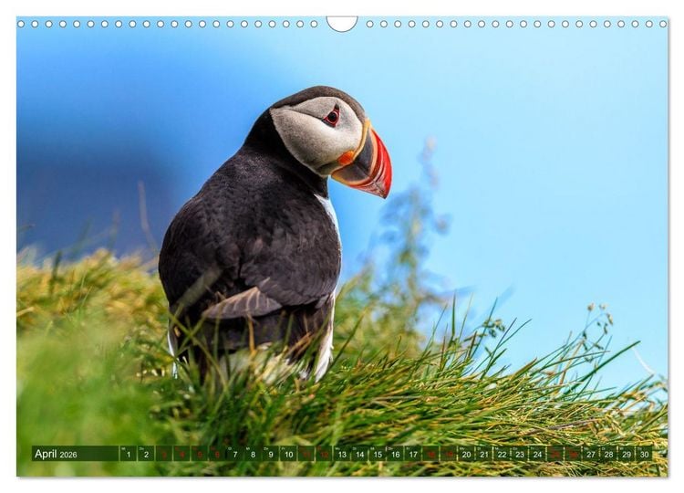 Produktbild: Puffins - Papageientaucher auf Island (Wandkalender 2026 DIN A3 quer), CALVENDO Monatskalender