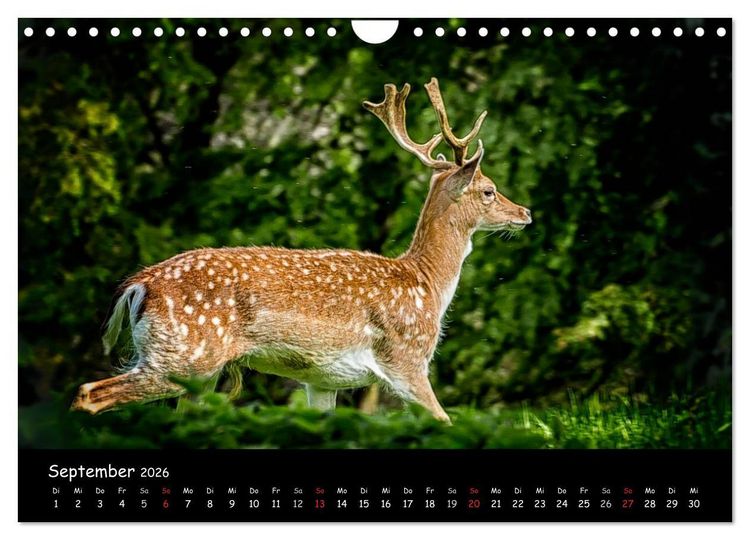 Produktbild: Rehe und Hirsche in freier Natur (Wandkalender 2026 DIN A4 quer), CALVENDO Monatskalender