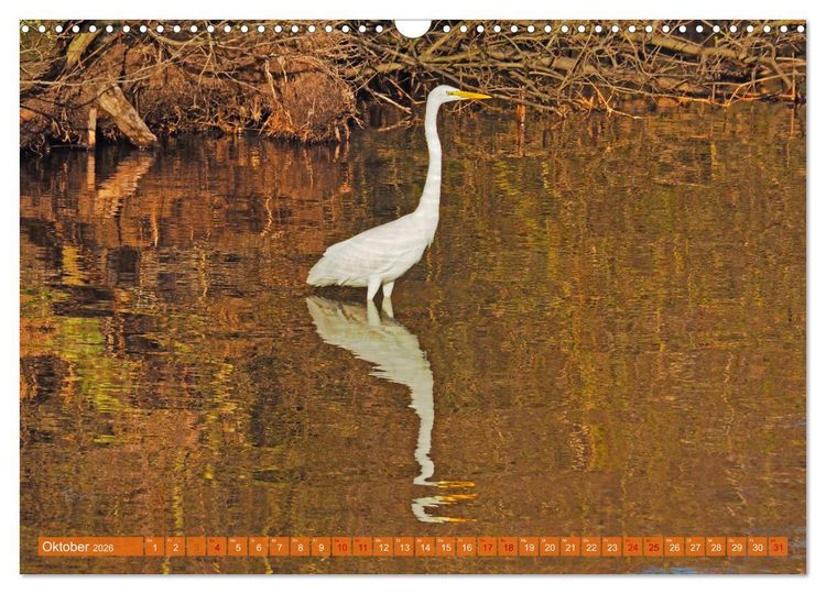 Produktbild: Steinhuder Meer, Vogel-Momente (Wandkalender 2026 DIN A3 quer), CALVENDO Monatskalender