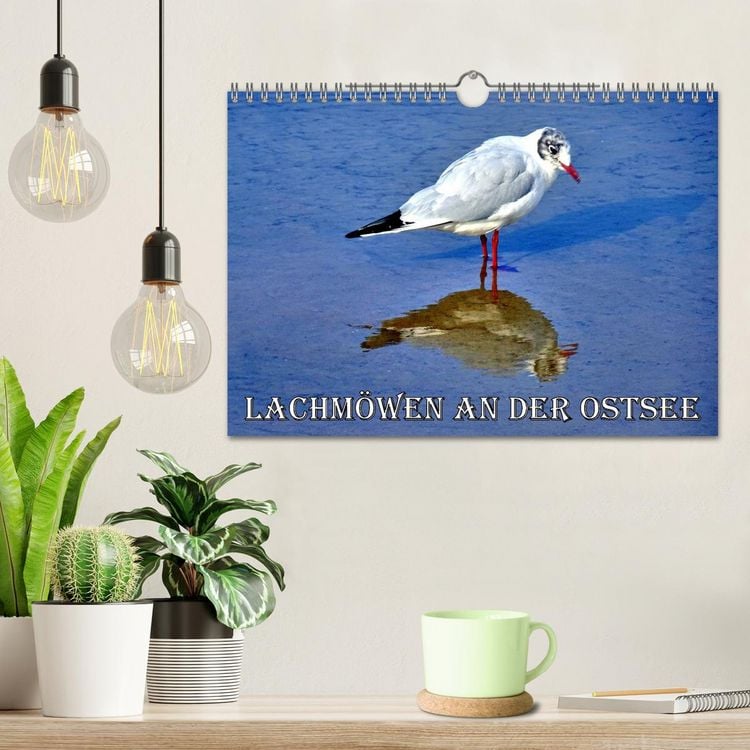 Produktbild: Lachm&ouml;wen an der Ostsee (Wandkalender 2026 DIN A4 quer), CALVENDO Monatskalender