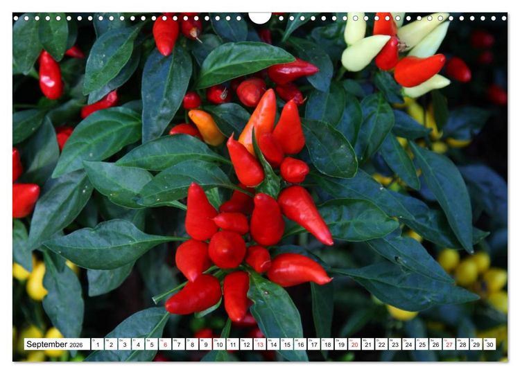 Produktbild: F&uuml;r Chili Liebhaber (Wandkalender 2026 DIN A3 quer), CALVENDO Monatskalender