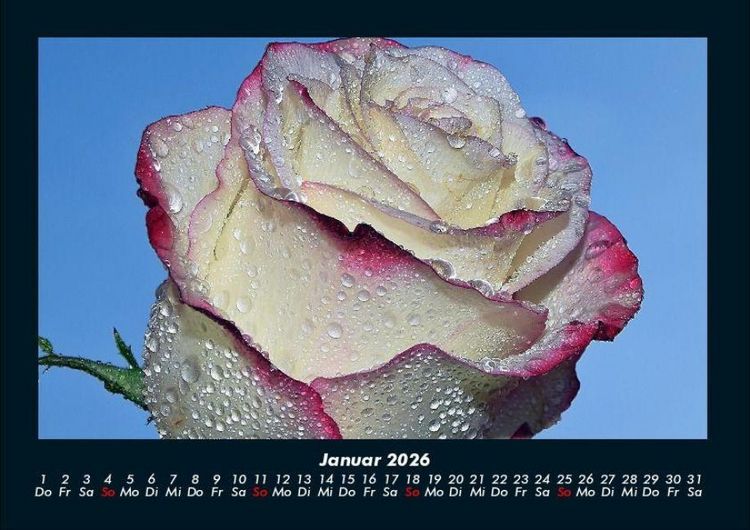 Produktbild: Rosentraum 2026 Fotokalender DIN A4