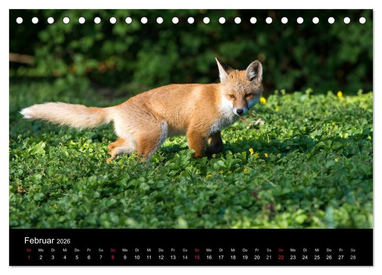 Produktbild: Joni, der kleine Fuchs (Tischkalender 2026 DIN A5 quer), CALVENDO Monatskalender