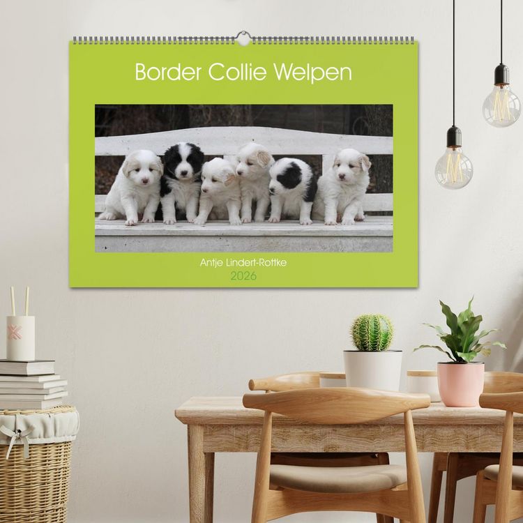 Produktbild: Border Collie Welpen (Wandkalender 2026 DIN A2 quer), CALVENDO Monatskalender