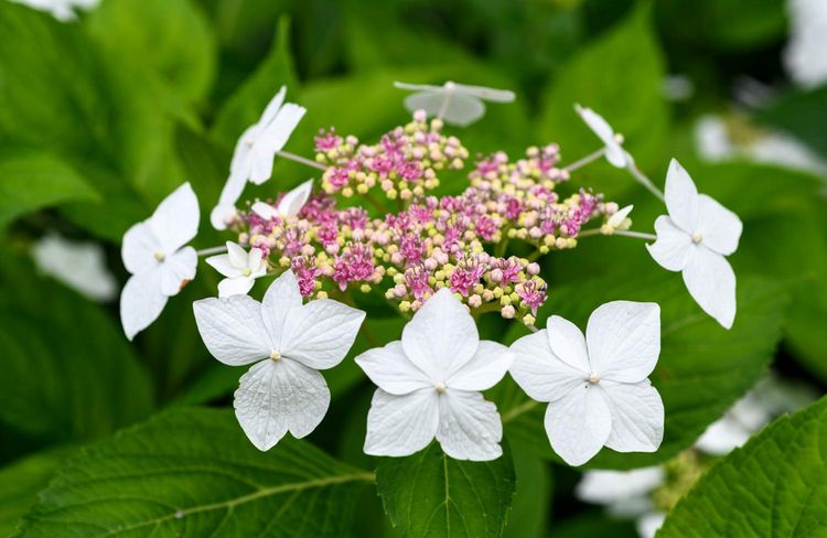 Produktbild: Hydrangeas