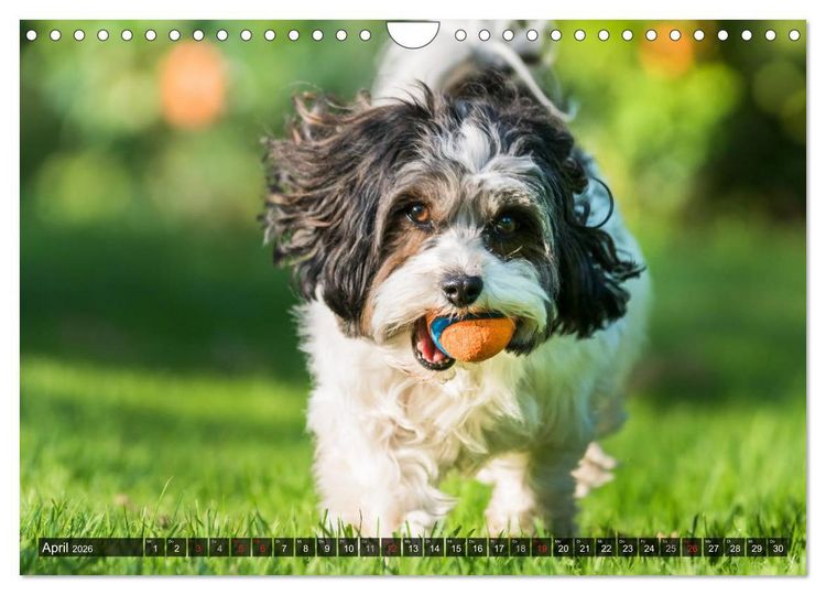 Produktbild: Spa&szlig; mit Havanesern (Wandkalender 2026 DIN A4 quer), CALVENDO Monatskalender