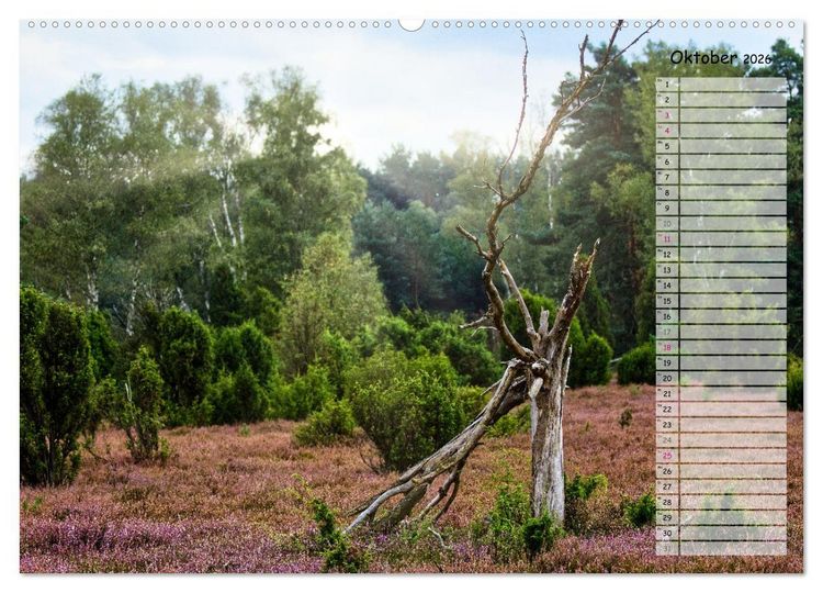 Produktbild: Heidespaziergang (Wandkalender 2026 DIN A2 quer), CALVENDO Monatskalender