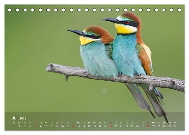 Produktbild: Europ&auml;ische Bienenfresser (Tischkalender 2026 DIN A5 quer), CALVENDO Monatskalender