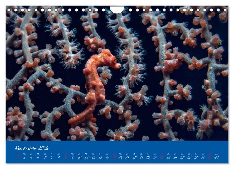 Produktbild: Meer sehen - Abenteuer Tauchen (Wandkalender 2026 DIN A4 quer), CALVENDO Monatskalender