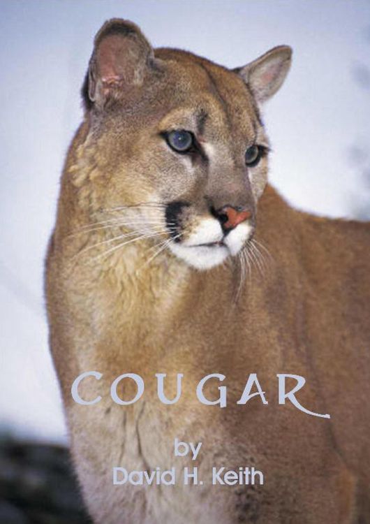 Produktbild: Cougar