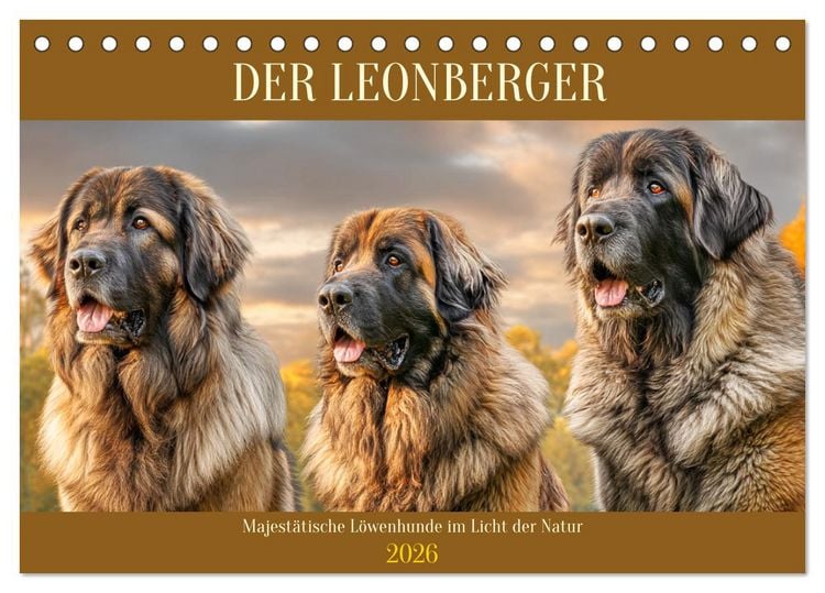 Produktbild: Der Leonberger. Majest&auml;tische L&ouml;wenhunde im Licht der Natur (Tischkalender 2026 DIN A5 quer), CALVENDO Monatskalender
