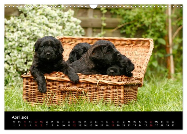 Produktbild: Bouvier des Flandres (Wandkalender 2026 DIN A3 quer), CALVENDO Monatskalender