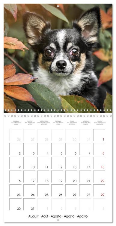 Produktbild: Chihuahuas - Companions for the Whole Year (Wall Calendar 2027 12 &times; 12 Inch) CALVENDO 12 Month Wall Calendar