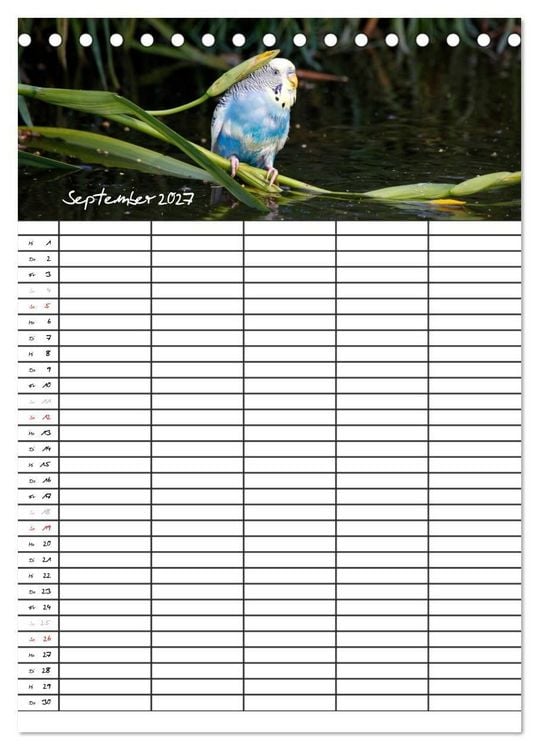 Produktbild: Wellensittiche (Tischkalender 2027 DIN A5 hoch), CALVENDO Monatskalender
