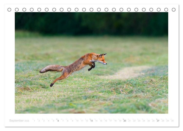 Produktbild: Der Rotfuchs (Tischkalender 2026 DIN A5 quer), CALVENDO Monatskalender