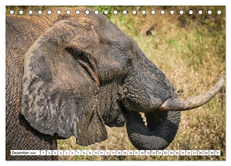 Produktbild: Elefanten-Traum - Herzenssache Afrika (Tischkalender 2026 DIN A5 quer), CALVENDO Monatskalender