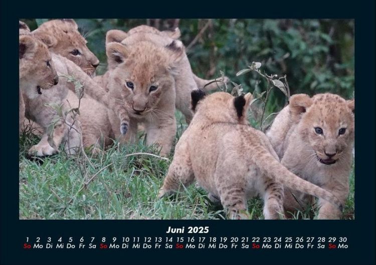 Produktbild: Tiere in der Wildnis 2025 Fotokalender DIN A4