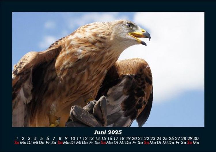 Produktbild: Adler 2025 Fotokalender DIN A5