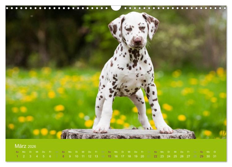 Produktbild: Dalmatiner 2026 (Wandkalender 2026 DIN A3 quer), CALVENDO Monatskalender