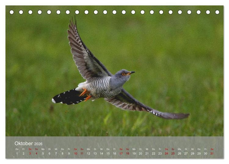 Produktbild: Kuckuck,Kuckuck,rufts aus dem Wald (Tischkalender 2026 DIN A5 quer), CALVENDO Monatskalender