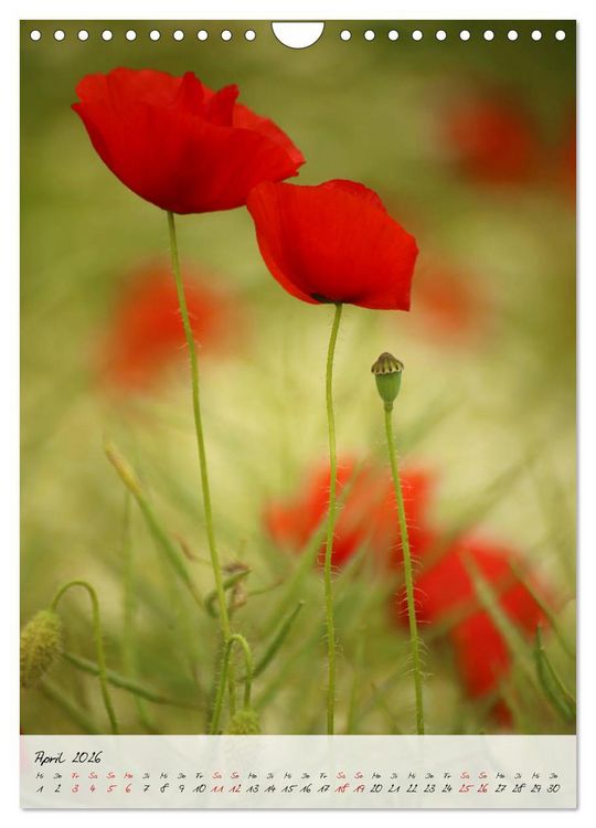 Produktbild: Florale Meisterwerke der Natur (Wandkalender 2026 DIN A4 hoch), CALVENDO Monatskalender