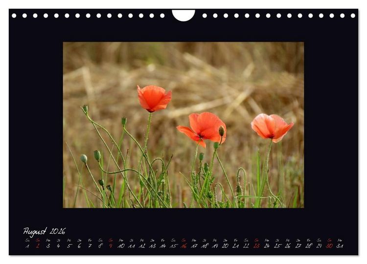 Produktbild: MOHNographie (Wandkalender 2026 DIN A4 quer), CALVENDO Monatskalender