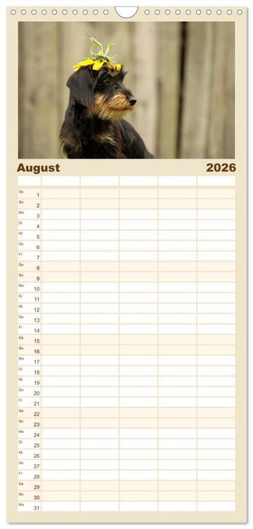 Produktbild: Familienplaner 2026 - Die Dackel daggeln.... mit 5 Spalten (Wandkalender, 21 x 45 cm) CALVENDO