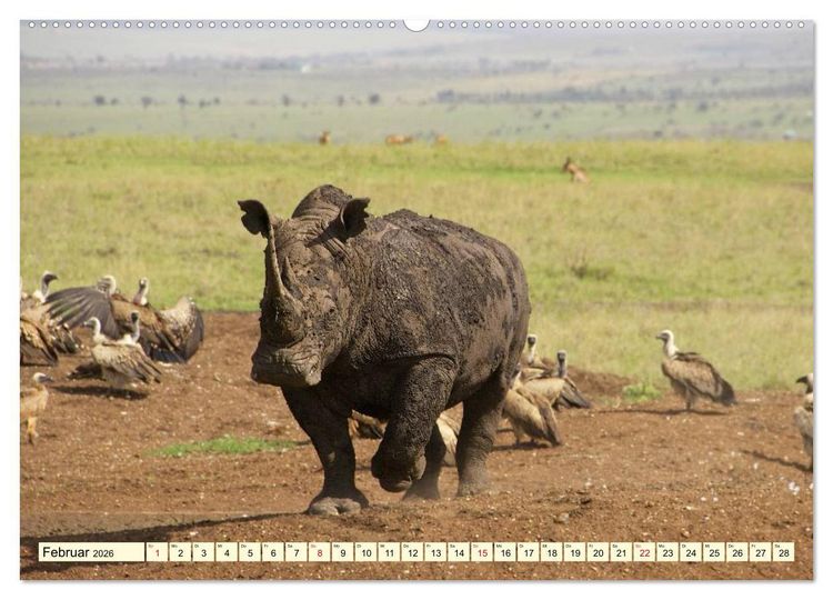 Produktbild: Wildes Leben in Botswana (Wandkalender 2026 DIN A2 quer), CALVENDO Monatskalender