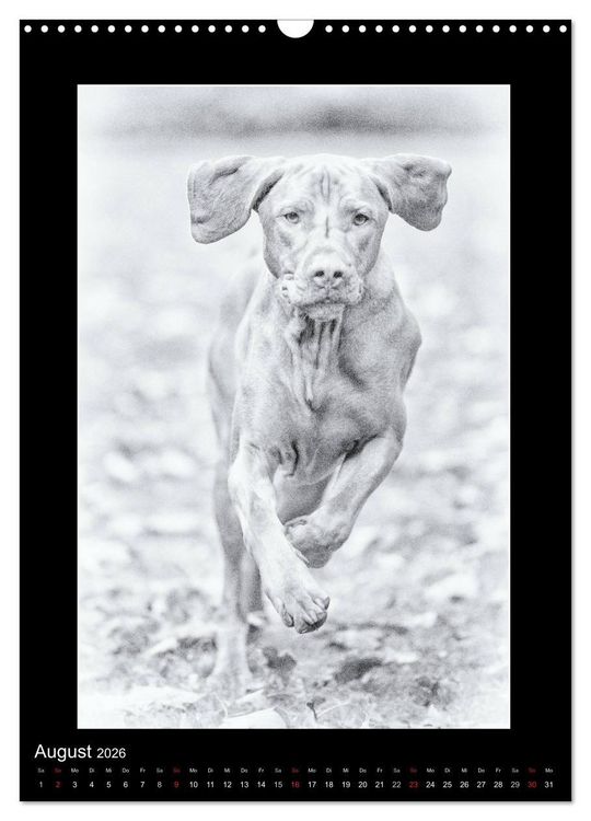 Produktbild: Vizsla-Liebe (Wandkalender 2026 DIN A3 hoch), CALVENDO Monatskalender
